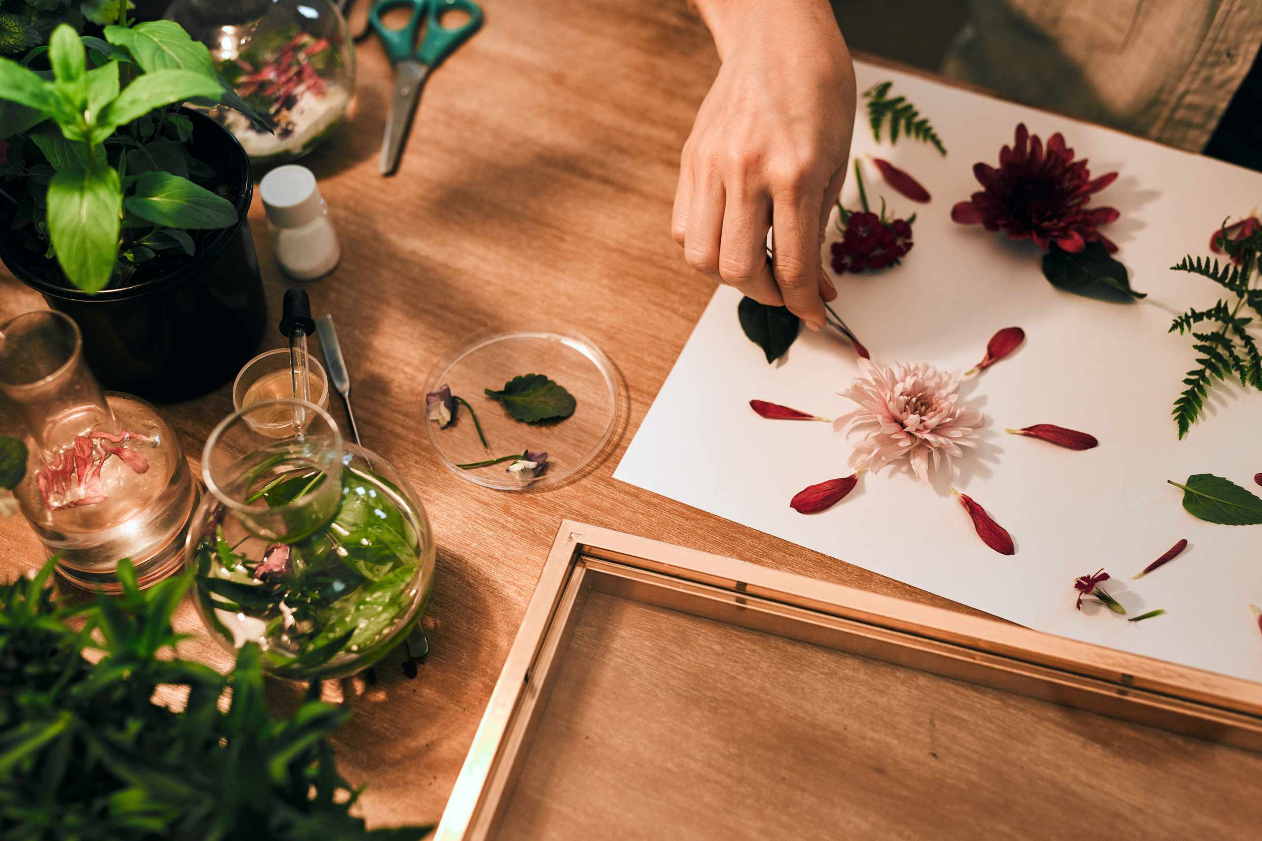 Hand arranging flowers on white paper for botanical art