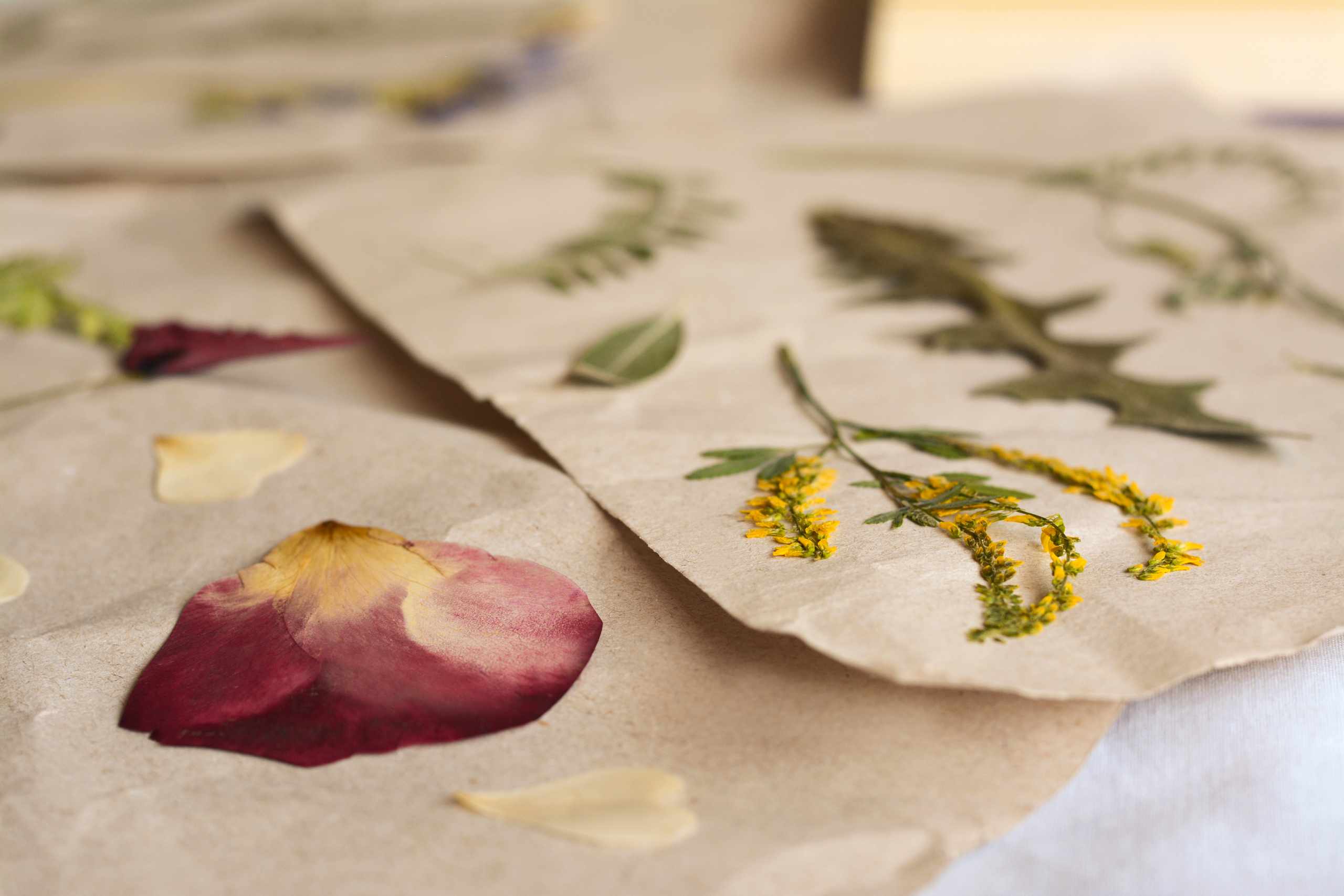 Dried flowers and petals on paper background